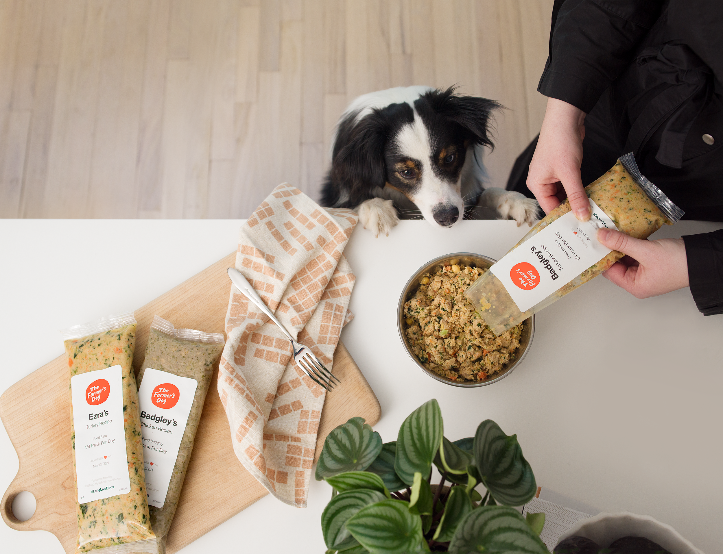 THE FARMER S DOG TAKEOVER NYC Average Socialite